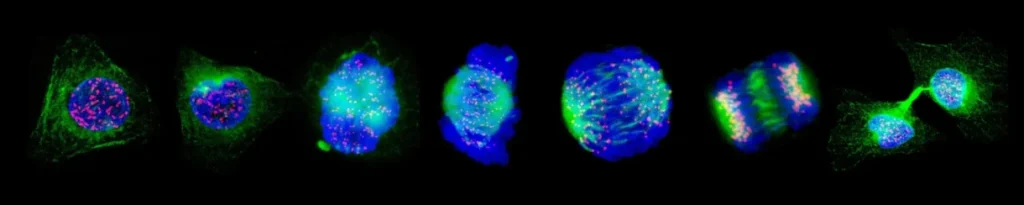 Fluorescence microscopy images showing successive stages of mammalian cell division.