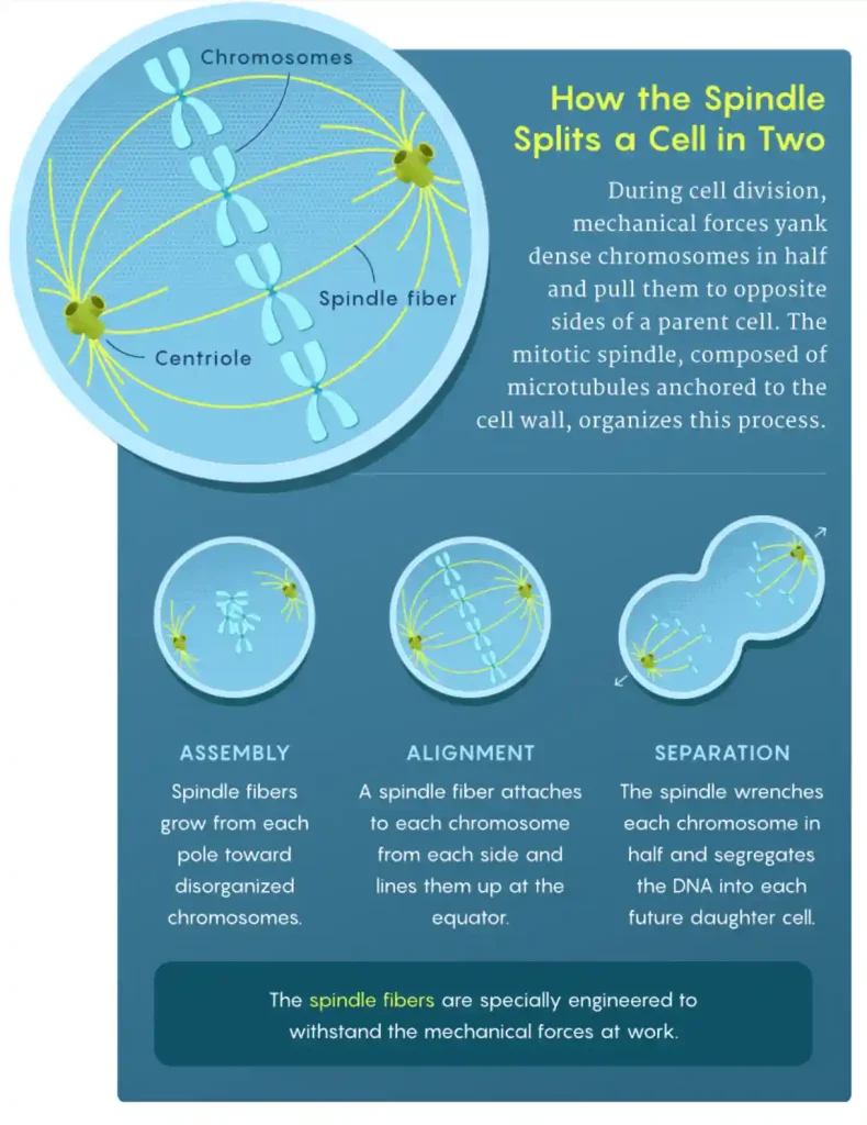 How the mitotic spindle separates chromosomes during cell division.
