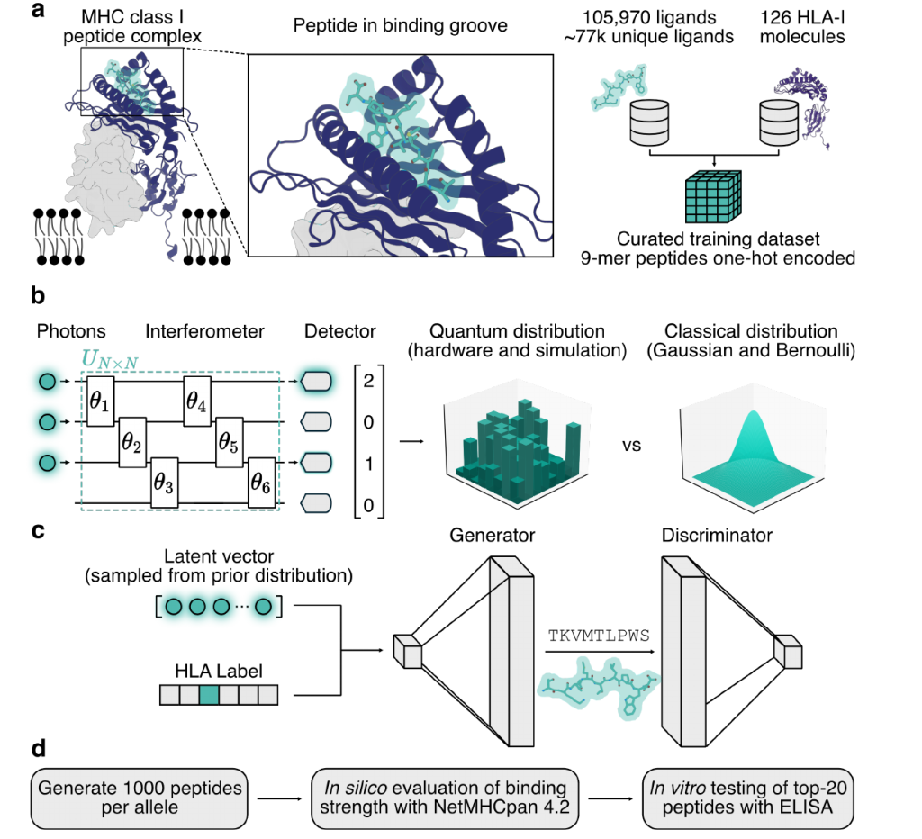 How a quantum computer feeds an AI that designs immune-targeting peptides.